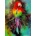 Enjoy - Puzzle Colorful Parrot - 1 000 piese