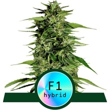 Royal Queen seeds Hyperion F1 semena neobsahují THC 3 ks