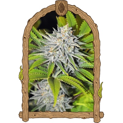 Exotic Seed HippieBerry semienka neobsahujú THC 3 ks