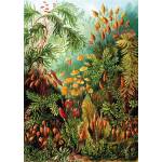 KS Games - Puzzle Haeckel: Muscinae - 1 000 piese