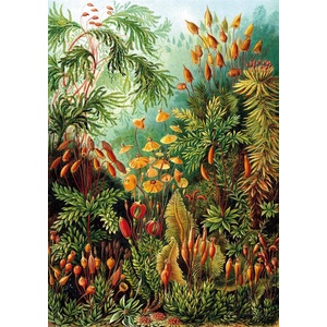 KS Games - Puzzle Haeckel: Muscinae - 1 000 piese
