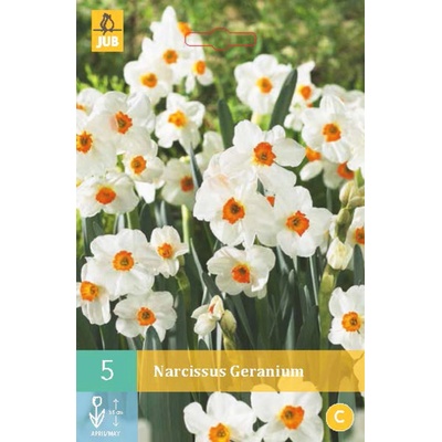 JUB Narcis Geranium