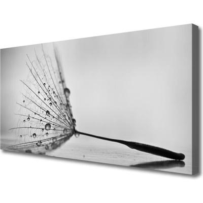 Obraz Canvas Púpava semienka 100x50 cm