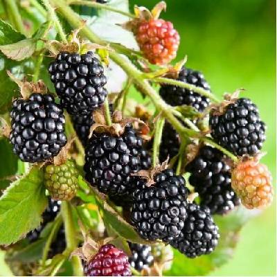 Černica nepichľavá (Rubus fruticosus) ´NAVAHO´ - skorá, výška 40-60 cm, kont. P11