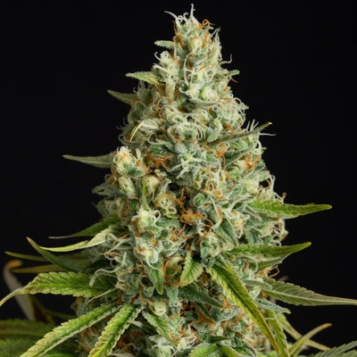 AmnesiaSilent Seeds Lemon semienka neobsahujú THC 5 ks