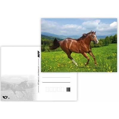 MFP paper s.r.o. Pohlednice - zvířata mix Kůň č.4