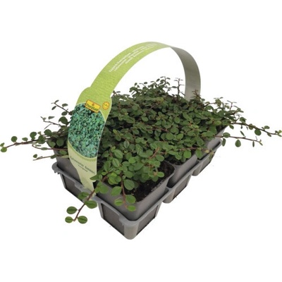 Skalník Dammerov FloraSelf Cotoneaster dammeri 'Evergreen' balenie 6 ks