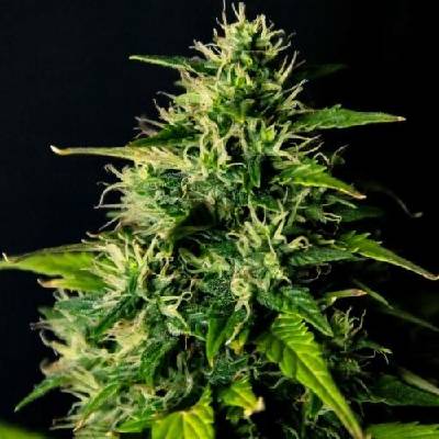 Doctor's Choice DC Cure AUTO CBD 1:1 semena neobsahují THC 5 ks