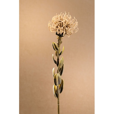 Paramit DRY SMALL PROTEA Aranžovací květina krémová 61 cm