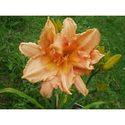 Denivka Peach Fantasy