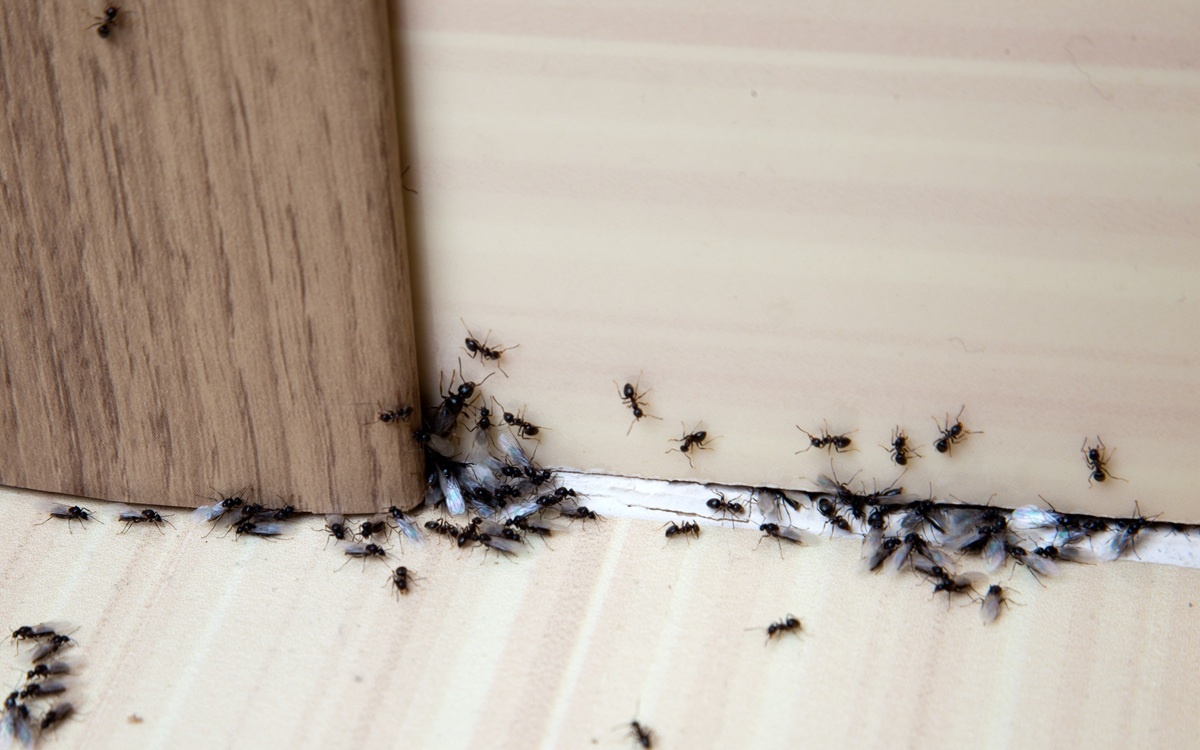 Ukázka, jak se pod dveřmi mohou mravenci dostat do domu