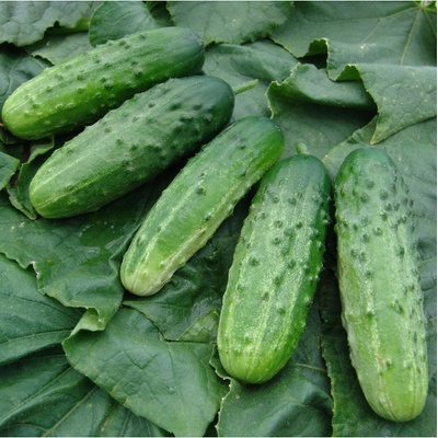 Okurka nakládačka Altaj F1 - Cucumis sativus - semena - 15 ks