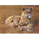 Malování podle čísel Malování podle čísel Lvice s lvíčaty