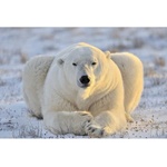 DIMEX ART Флизелинов фототапет полярна мечка 375 x 250 см