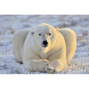 DIMEX ART Флизелинов фототапет полярна мечка 375 x 250 см