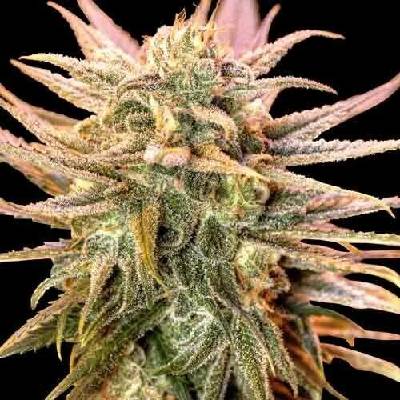 Spliff Seeds Gold Bar Kush semena neobsahují THC 5 ks