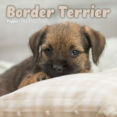 Border Terrier Puppies Mini Square Wall nezadán 2023