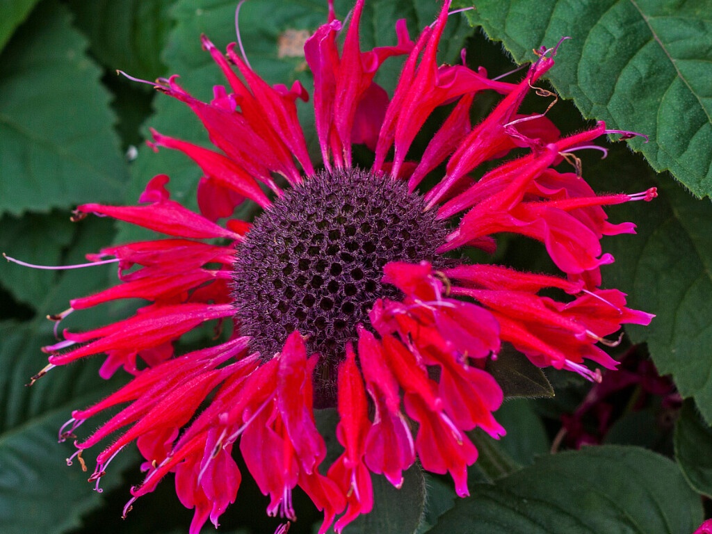 Monarda Bee Happy