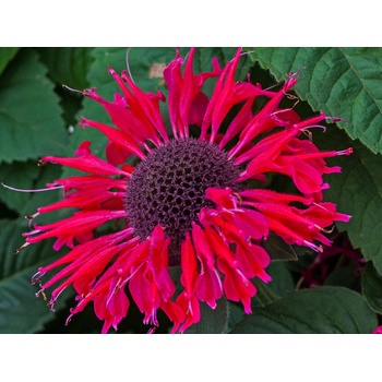 Monarda Bee Happy