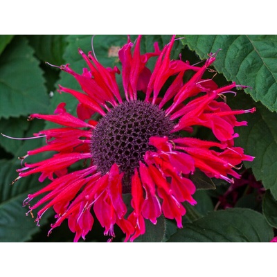 Monarda Bee Happy