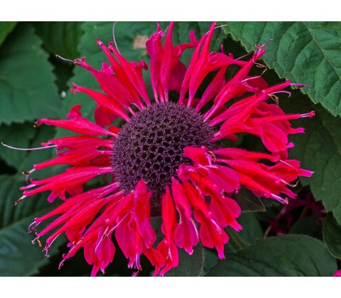 Monarda Bee Happy