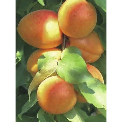 Meruňka BIO FloraSelf Bio Prunus armeniaca Compacta výška cca 125 cm květináč 7,5 l