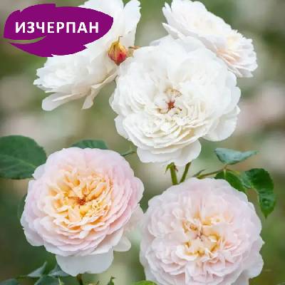 David Austin® Щамбова Роза Emily Bronte® - (David Austin®)