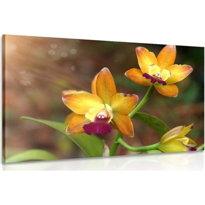 Obraz oranžová orchidej - 150x100