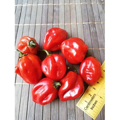 Habanero Red 18-CC13-5-2 (chilli semena) 1 ks
