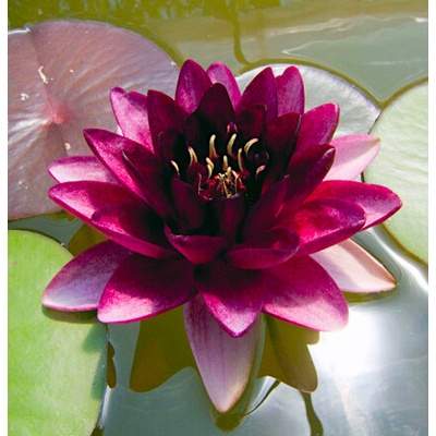 Nymphaea 'Perry Almost Black' – košík 11x11 cm