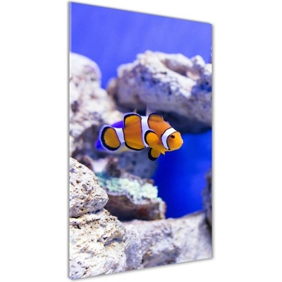 Vertikálny foto obraz fotografie na skle Ryba Nemo 50x100 cm