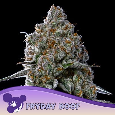 Anesia Seeds Fryday Boof semena neobsahují THC 3 ks