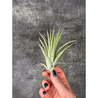 Tillandsia silnější výhonky