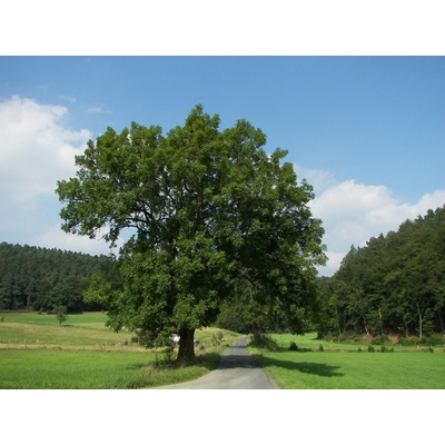 Jaseň štíhly na kmienku, výška 300-400 cm, kvetináč 30 l