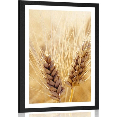 Plakát s paspartou pšeničné pole - 20x30 white