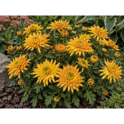 Chryzantéma 'Vens Wild Oranges'