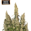 Seedstockers White Widow semena neobsahují THC 1 ks
