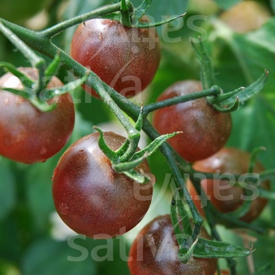 Bio rajče Black Cherry Množstvi v balení 25 ks
