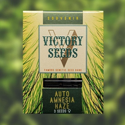 Victory Seeds AUTO Amnesia Haze semena neobsahují THC 5 ks