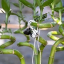 Campfire Audio Astrolith