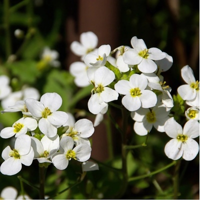 Huseník alpský bílý Arabis alpina semena huseníku 200 ks – Hledejceny.cz