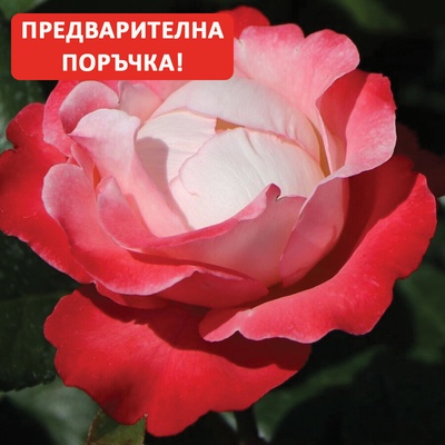 Tantau® Роза Nostalgie® (Tantau®)