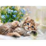 Ravensburger - Puzzle Cuddly kitten - 500 piese