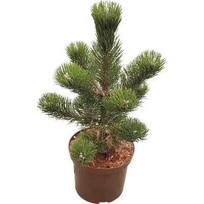 Borovica čierna FloraSelf Pinus nigra 'Select' výška 30-40 cm kvetináč 5 l