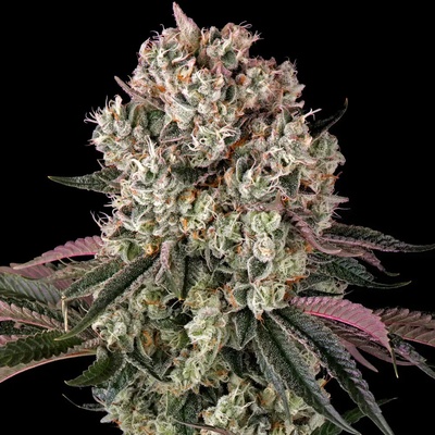 Barney's Farm Glookies semena neobsahují THC 10 ks – Zboží Dáma