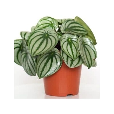 Peperomia argyreia 12x20 cm
