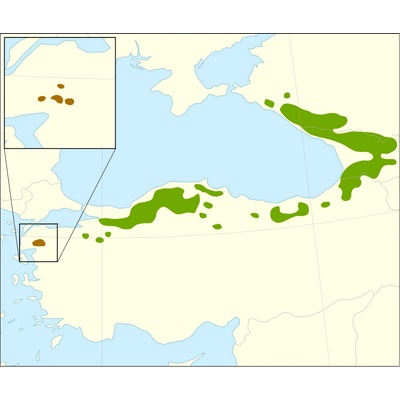 Jedľa kaukazská Abies nordmanniana výška do 80 - 100 cm, len osobný odber