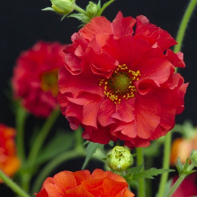 Kuklík Chilský Red Dragon - Geum chiloense - semena kuklíku - 20 ks
