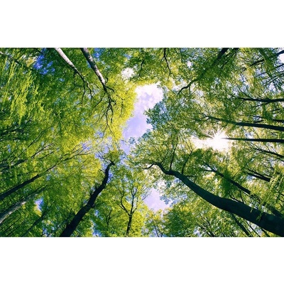Dimex MS-5-0104 vliesová fototapeta na zeď Stromy v oblacích rozměry 375 x 250 cm