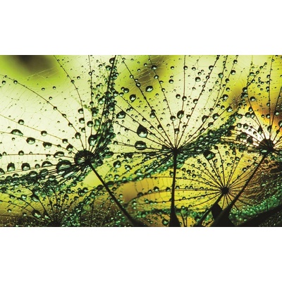 Postershop Fototapeta vliesováKapky deště 2 rozměry 104x152,5 cm